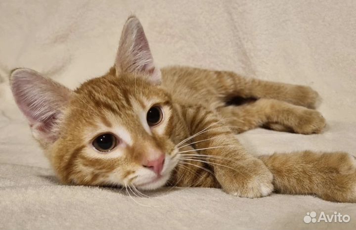 Котик Мурзик