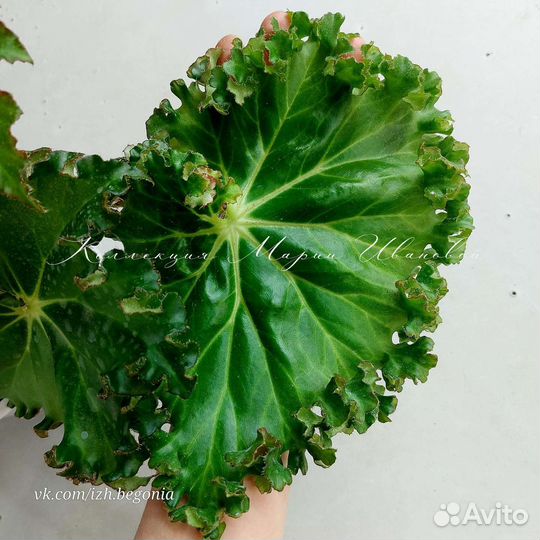 Бегонии много сортов