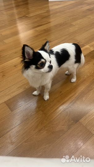 Вязка чихуахуа кобель