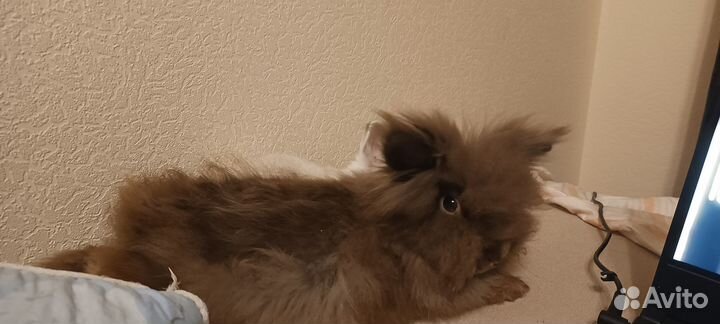 Декоративные кролики