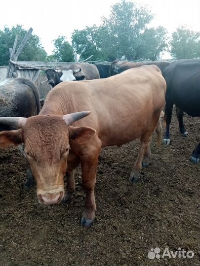 Продам быков
