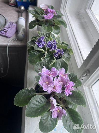 Фиалки цветущие в горшках