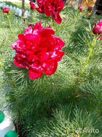 Корни пионов Крым.Горный пион Лимон.китай