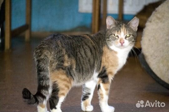 Кошка Манечка
