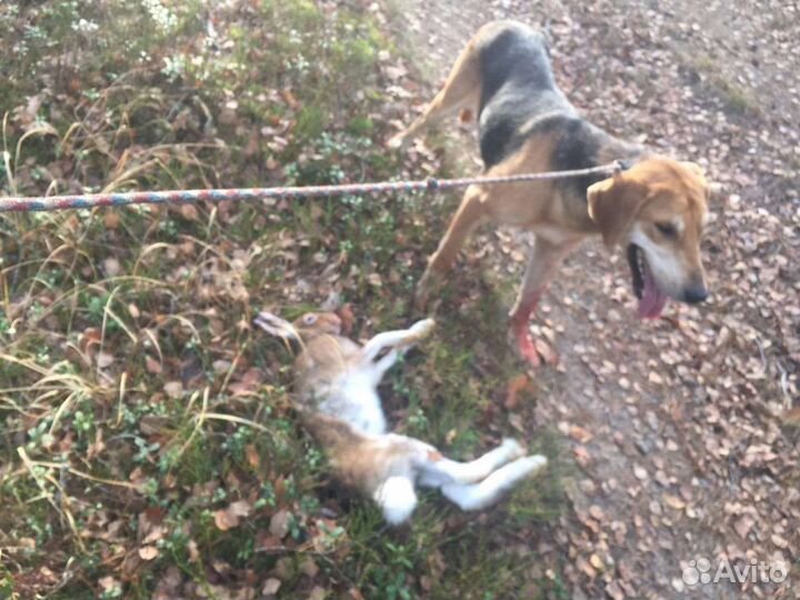 Собака для вязки