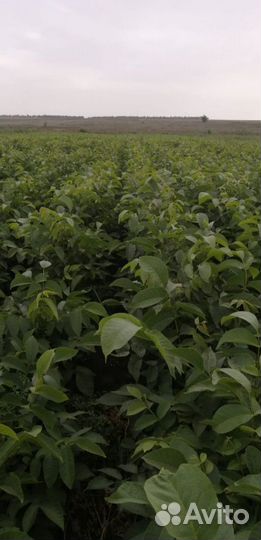 Ясень золотистый клён ясенелистный