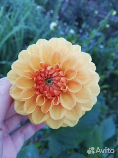 Георгины клубни