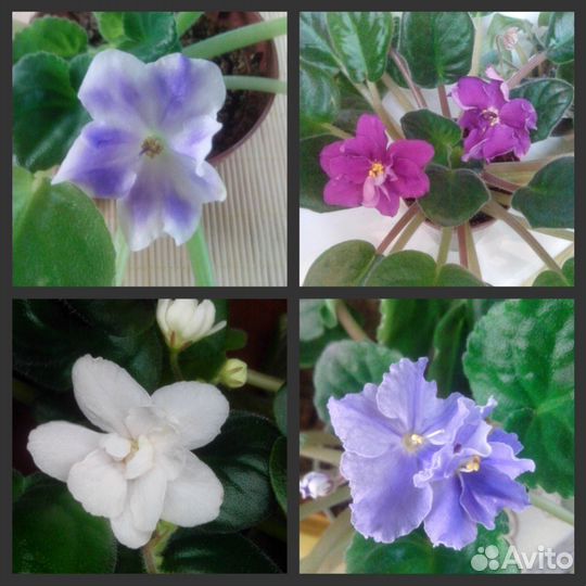 Черенки сортовых фиалок