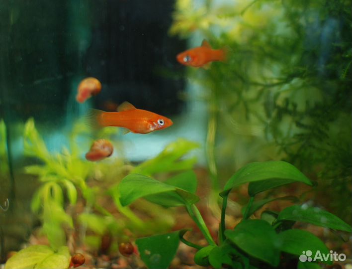 Рыбки, улитки и растения для аквариума (излишки)