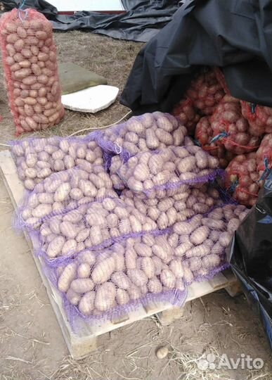 Картофель оптом с грядки