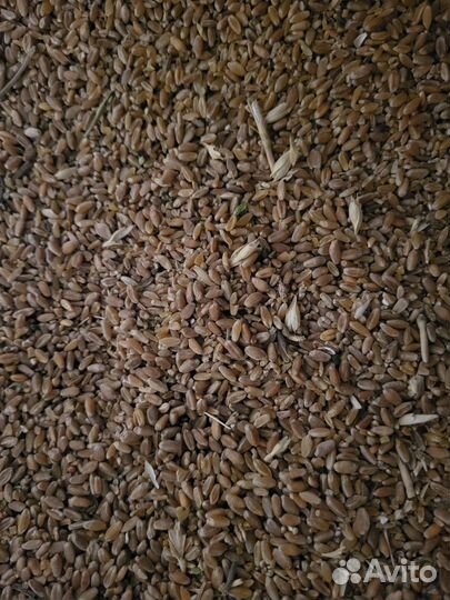 Мелкозерка для кур