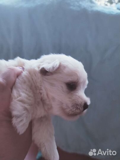 Вест Хайленд Уайт терьер