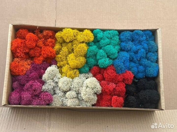 Стабилизированный мох опт розница