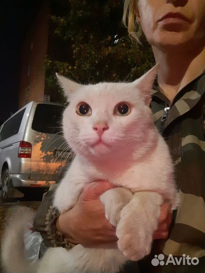 Отдаю в добрые руки