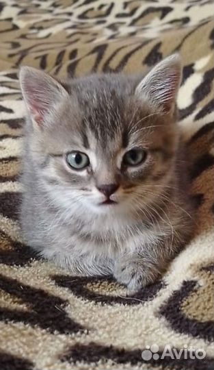 Котик