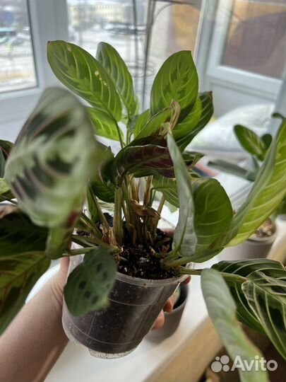 Маранта лимон лайм и триколор