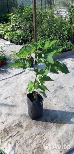 Саженцы катальпы