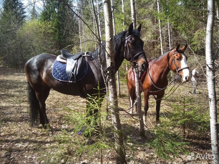 Конные прогулки/фотосессии/аренда лошади