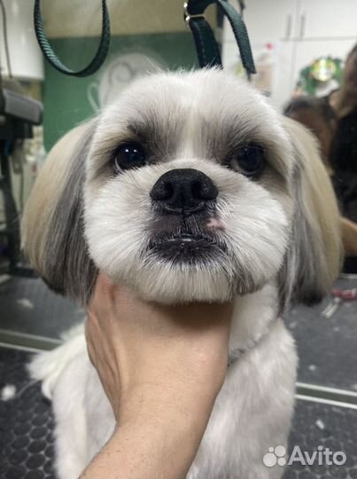 Груминг собак на дому