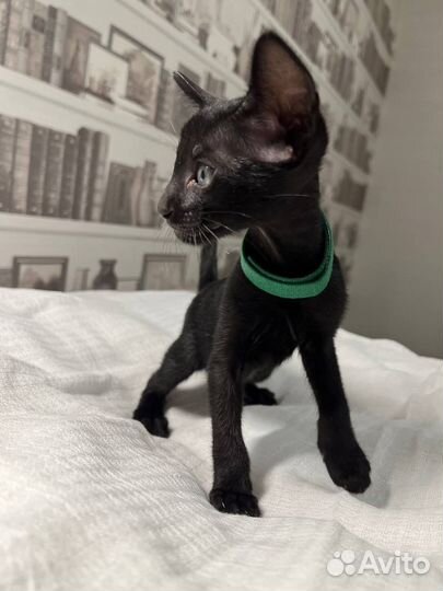 Ориентальные котята