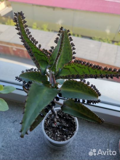 Комнатные растения цветы