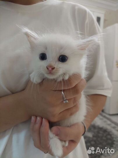 Турецкая ангора