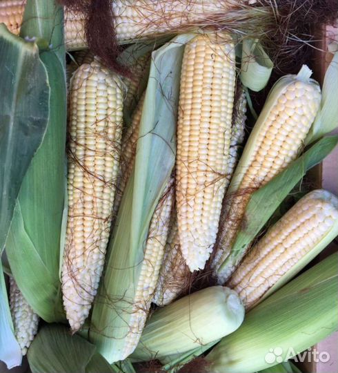 Молодая сладкая кукуруза