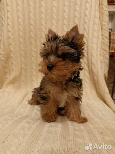 Великолепный и преданный друг семьи