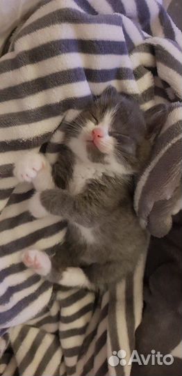 Котята британские