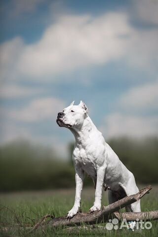 Аргентинский дог