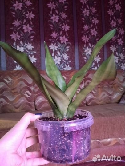 Сансевиерия moonshine