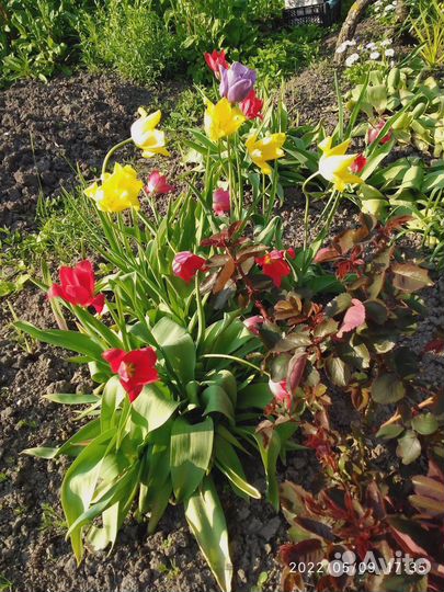 Тюльпаны детки луковиц. Бесплатно