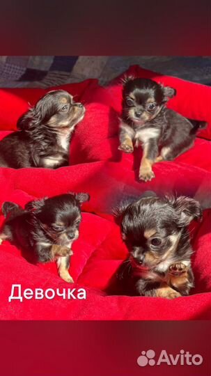 Щенки чихуахуа