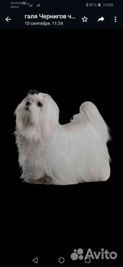 Мальтезе вязка