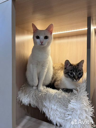 Зоогостиница для кошек (передержка)