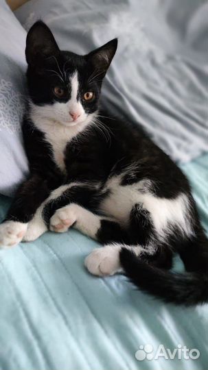 Отдам котёнка