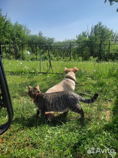 Кошка в добрые руки