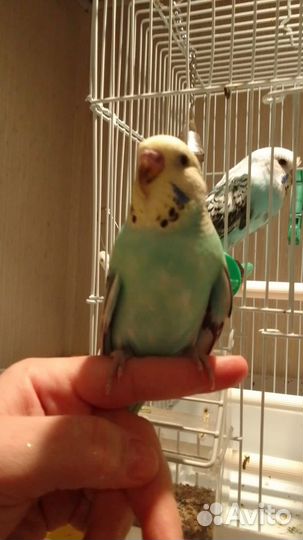 Птенцы Чехи Волнистый попугай