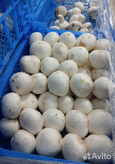 Шампиньоны оптом