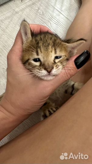 Котята саванна