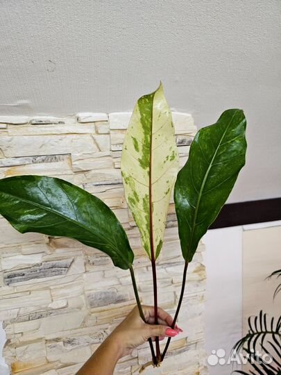 Филодендрон Melinonii Mosaic, антуриум