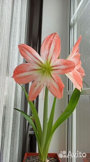 Гиппеаструм