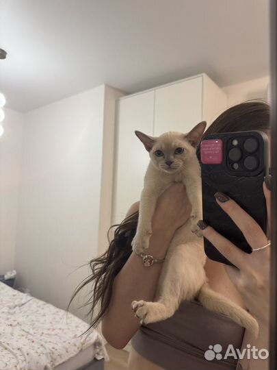 Бурманская лиловая