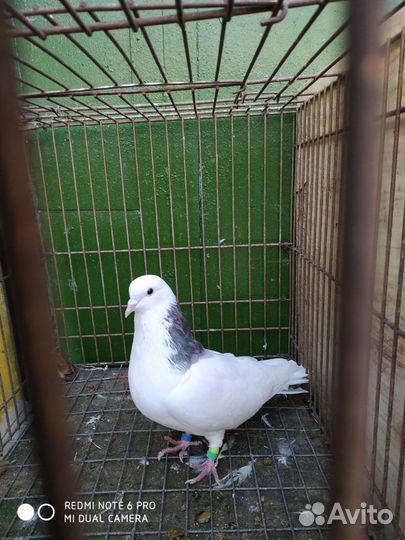 Продаются голуби