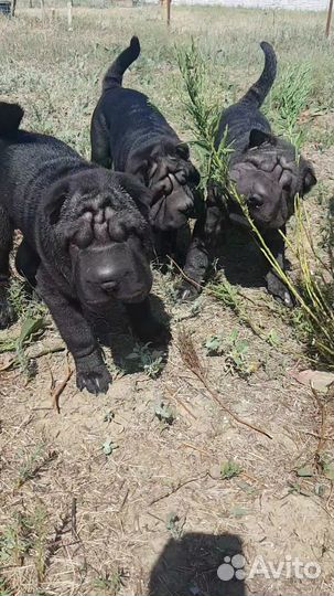 Щенки шарпея