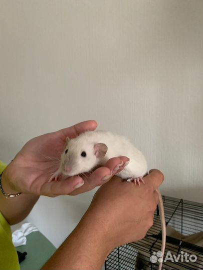 Крысы дамбо