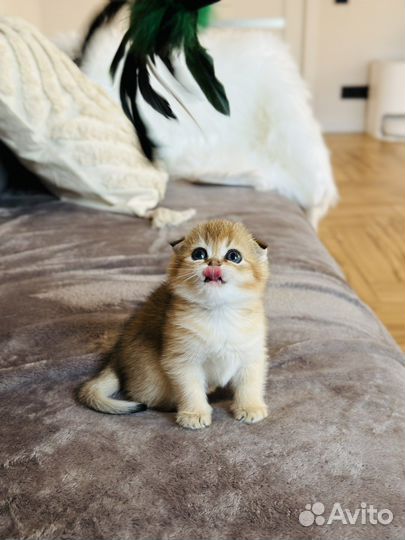 Шотландская вислоухая золотая шиншилла