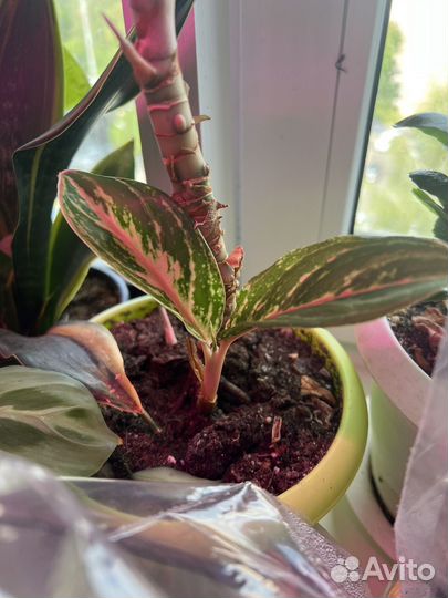 Аглаонема Баттерфляй