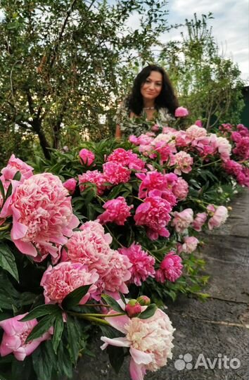 Пион (Очень Ароматный )