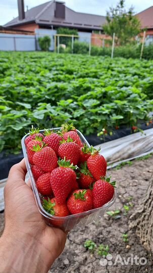 Клубника vanlav